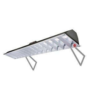 Đèn học đường rạng