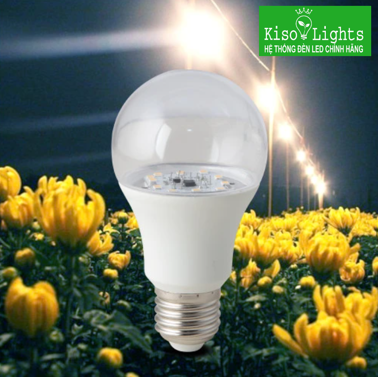 Đèn led búp chuyên dụng cho hoa cúc LED HC A60/9W