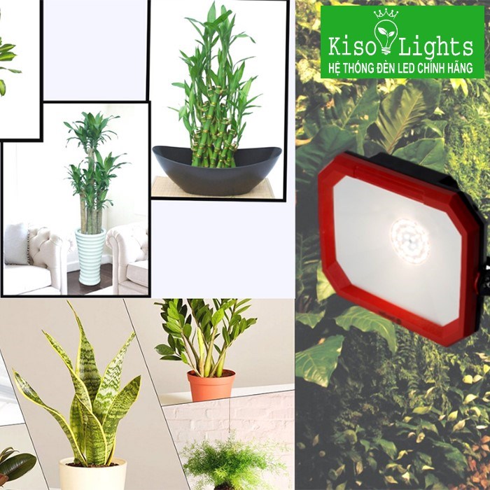 Đèn LED trồng cây trong nhà Rạng đông CX50W WR-220V