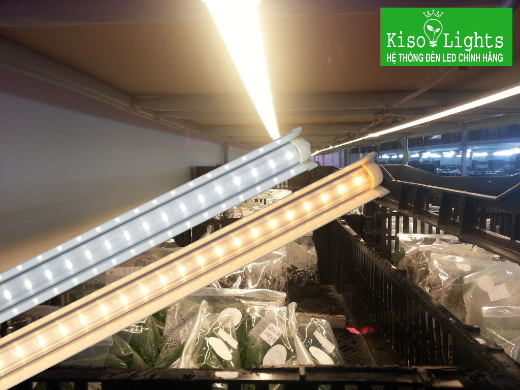 Đèn LED nuôi cấy mô 1.2m Rạng đông D NCM02L 120/10W